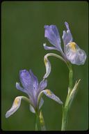 Iris missouriensis