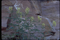 Astragalus praelongus