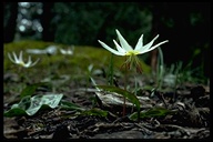 Roderick's Fawn-lily