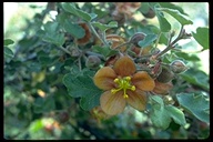 Fremontodendron decumbens