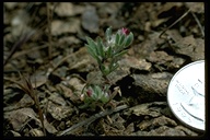 Acmispon rubriflorus