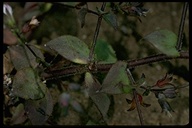Hesperolinon drymarioides