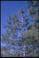 Pinus sabineana