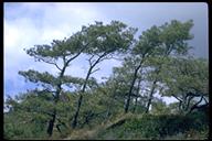 Pinus torreyana