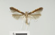 Caloptilia diversilobiella
