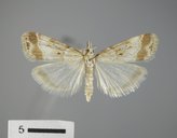 Eudonia expallidalis