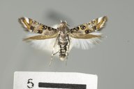 Lithariapteryx abroniaeella