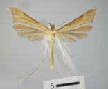 Paraplatyptilia albiciliata