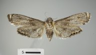 Petrophila schaefferalis