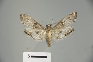 Petrophila schaefferalis