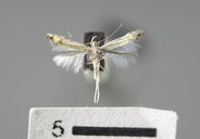 Phyllocnistis vitifoliella