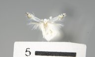 Phyllocnistis populiella