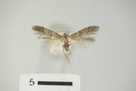 Pigritia species