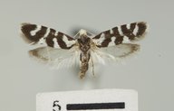 Prodoxus phylloryctus
