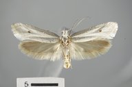 Ypsolopha maculatana