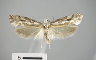 Ypsolopha maculatana