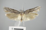 Ypsolopha walsinghamiella