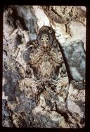Death's Head Hawk Moth