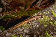 Oregon Salamander