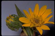 Wyethia angustifolia