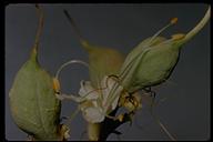 Aesculus californica