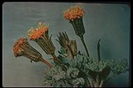 Chaenactis nevadensis