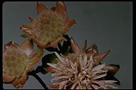 Monardella odoratissima