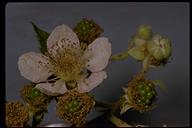 Rubus armeniacus