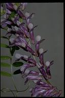 Vicia villosa ssp. villosa