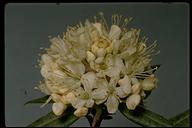 Rhododendron columbianum