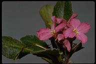Arabis blepharophylla