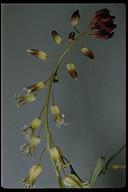 Caulanthus lemmonii