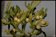Phoradendron bolleanum