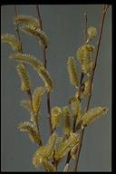 Salix lasiolepis