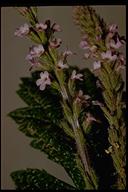Verbena lasiostachys