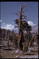 Sierra Navada Foxtail Pine