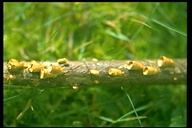 Common Bird's Nest Fungus