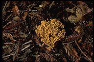Clavaria pyxidata
