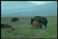 Bison (cow And Calf)