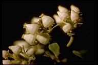 Arctostaphylos tomentosa ssp. bracteosa