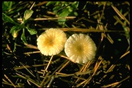 Marasmius rotula