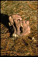 Nevrophyllum clavatum
