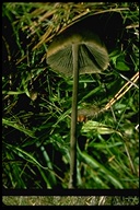 Panaeolus papilionaceus