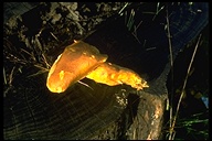 Pholiota spectabilis