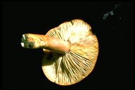 Lactarius rubidus