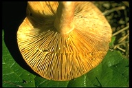 Lactarius chrysorheus