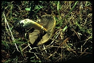 Agaricus hondensis