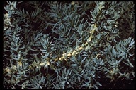 Suaeda taxifolia