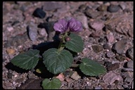 Caltha-leaf Phacelia