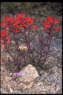 Castilleja angustifolia var. dubia